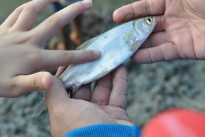  Small Bangus Fish