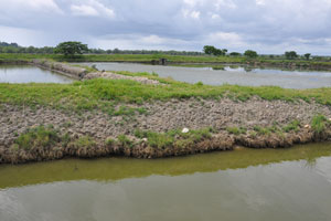  One small pond covered with algae