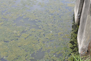  Green Algae