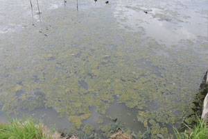  Green Algae