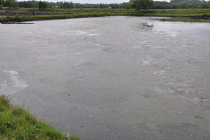  Lots of Algae