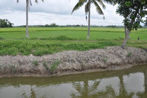  Only dark colored rice in foreground included