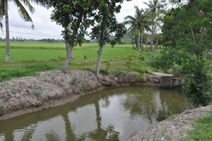  Far Ricefield not included