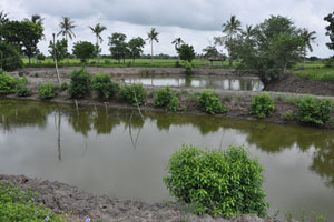  Far ricefield not included