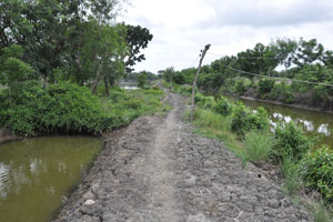  Channel for prawn growing on right