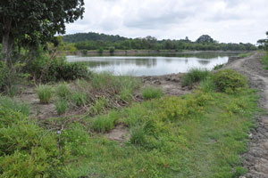  Lowest elevation pond  previously prawns