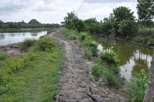  Channel for prawns on right