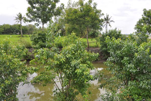  Includes ricefield
