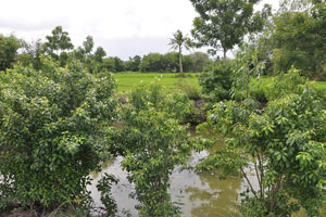   Includes ricefield