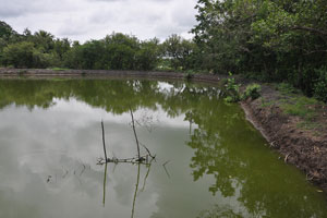  River beyond trees and right