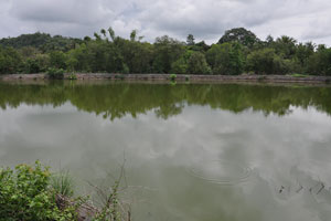  River beyond trees