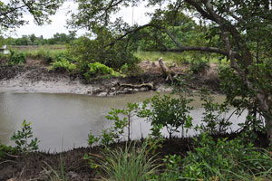  River  Low Tide