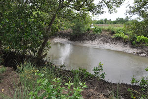  River   Low Tide