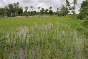  Good animal area   currently rice