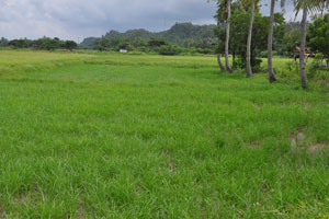  Only foreground rice included