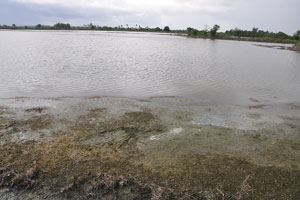  Largest Pond with algae