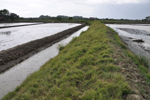  Pond dividing ridge