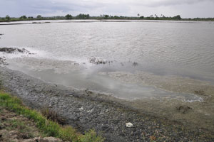  Largest pond right   with algae
