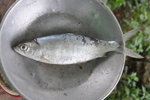  Sample Bangus for dinner